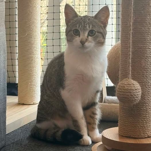 Lolly - Domestic Shorthair cat available for adoption at Perth Rescue Angels in Perth