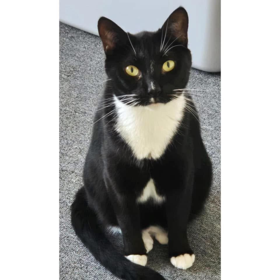 Delilah - Domestic Shorthair cat available for adoption at Perth Rescue Angels in Perth