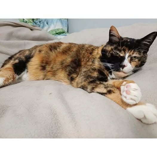 Harley - Domestic Shorthair cat available for adoption at Perth Rescue Angels in Perth