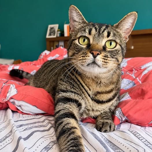 Flash - Domestic Shorthair cat available for adoption at Perth Rescue Angels in Perth