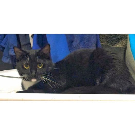 Birdie - Domestic Shorthair cat available for adoption at Perth Rescue Angels in Perth