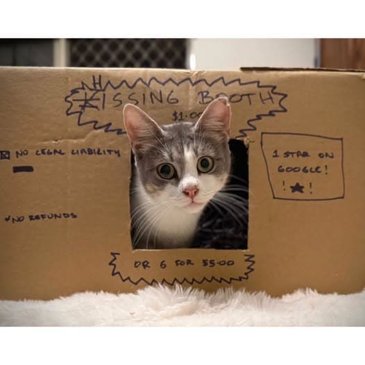 Lovebug - Domestic Shorthair cat available for adoption at Perth Rescue Angels in Perth