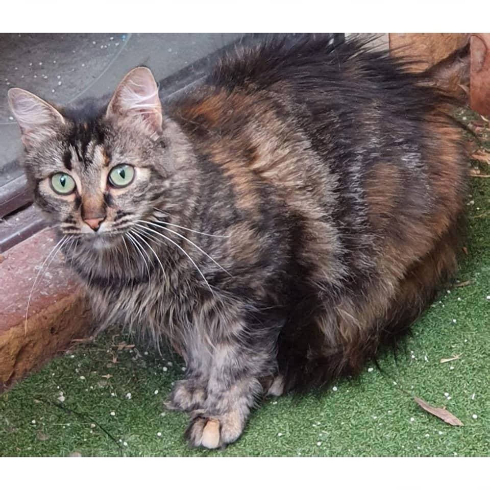 Miss Kitty - Domestic Medium Hair cat available for adoption at Perth Rescue Angels in Perth