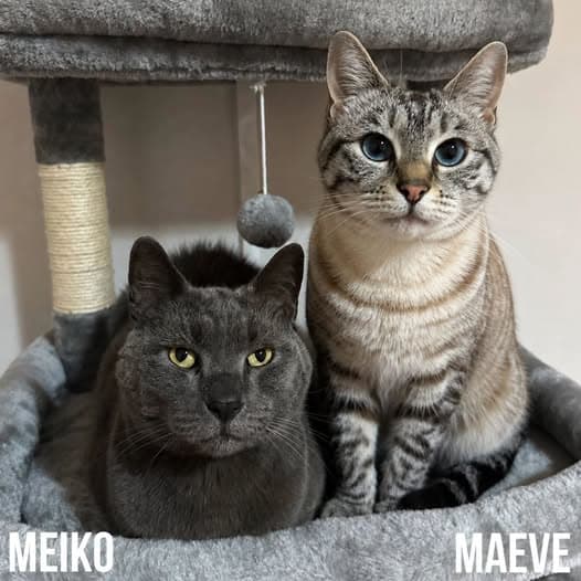 Maeve & Meiko - Russian Blue Cross cat available for adoption at Perth Rescue Angels in Perth