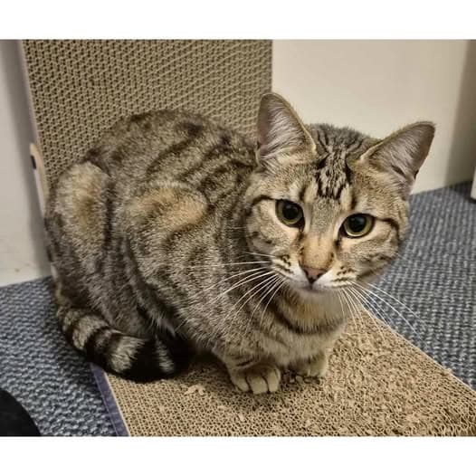 Wren - Domestic Shorthair cat available for adoption at Perth Rescue Angels in Perth