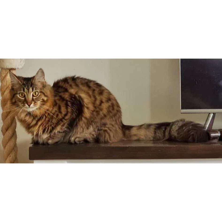Meowgi - Domestic Shorthair cat available for adoption at Perth Rescue Angels in Perth
