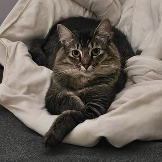 Peach - Domestic Longhair cat available for adoption at Perth Rescue Angels in Perth