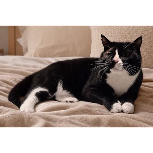 Bobo - Domestic Shorthair cat available for adoption at Perth Rescue Angels in Perth