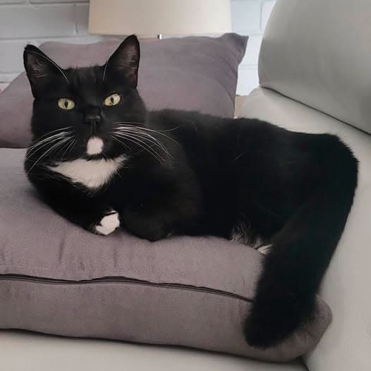 Midnight - Domestic Shorthair cat available for adoption at Perth Rescue Angels in Perth