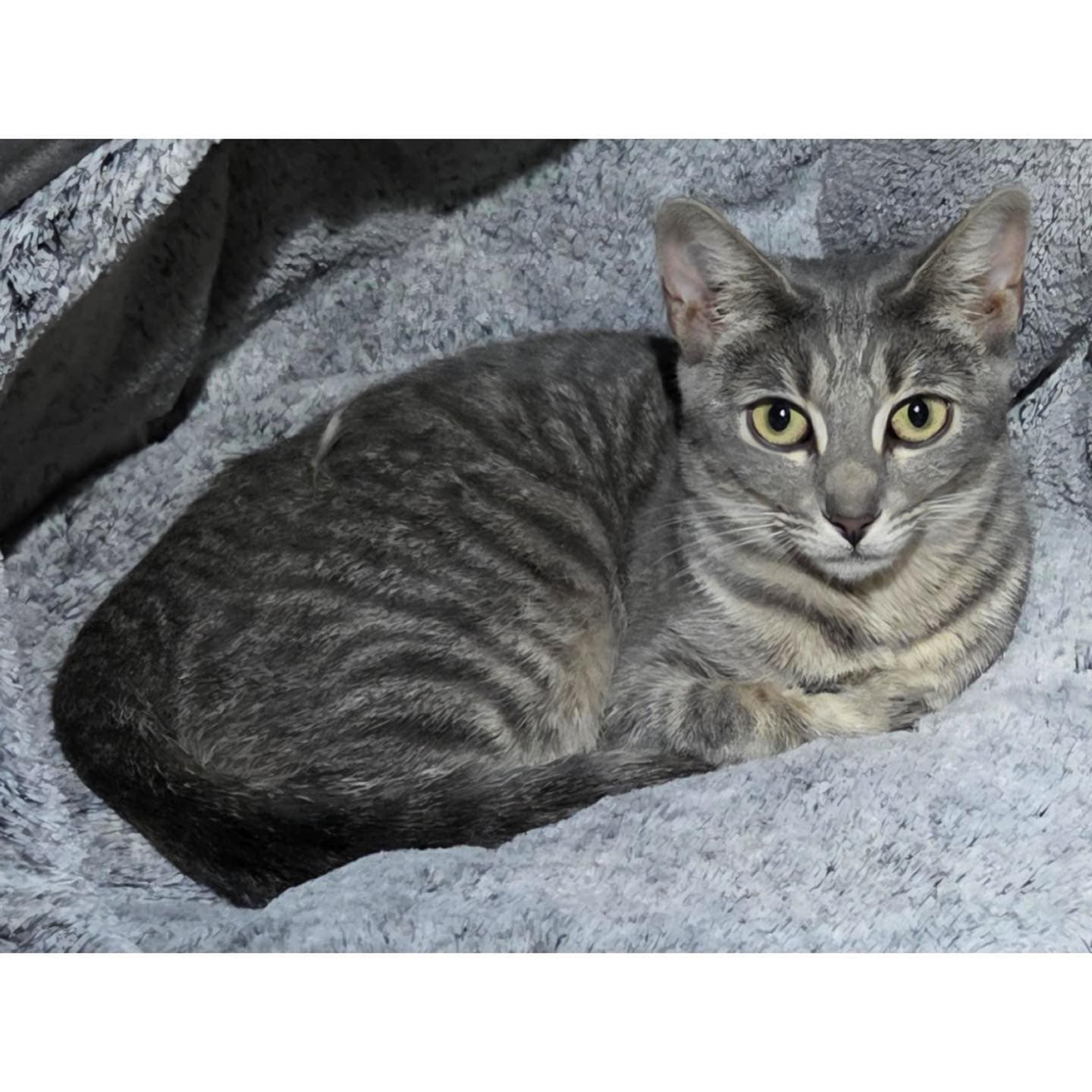 Jenga - Domestic Shorthair cat available for adoption at Perth Rescue Angels in Perth