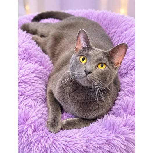 Izzy - Domestic Shorthair cat available for adoption at Perth Rescue Angels in Perth