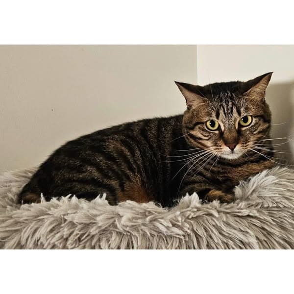 Lexi - Domestic Shorthair cat available for adoption at Perth Rescue Angels in Perth