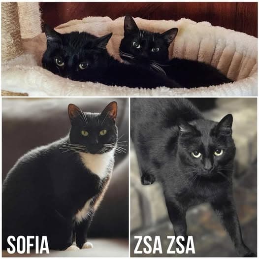 Zsa Zsa & Sophia - Domestic Shorthair cat available for adoption at Perth Rescue Angels in Perth