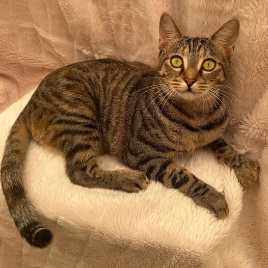 Ora - Domestic Shorthair cat available for adoption at Perth Rescue Angels in Perth