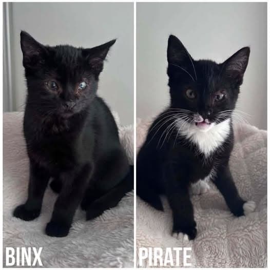 Binx & Pirate - Domestic Shorthair cat available for adoption in Perth