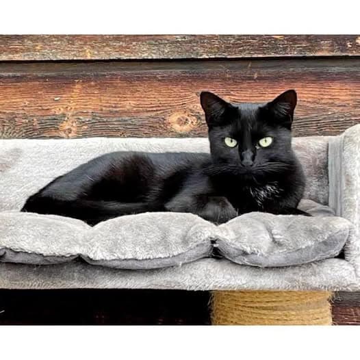 Vee - Domestic Shorthair cat available for adoption at Perth Rescue Angels in Perth