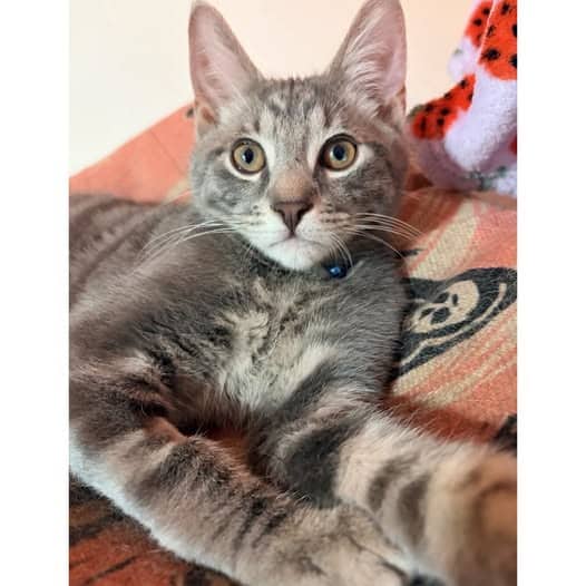 Chippy - Domestic Shorthair cat available for adoption at Perth Rescue Angels in Perth