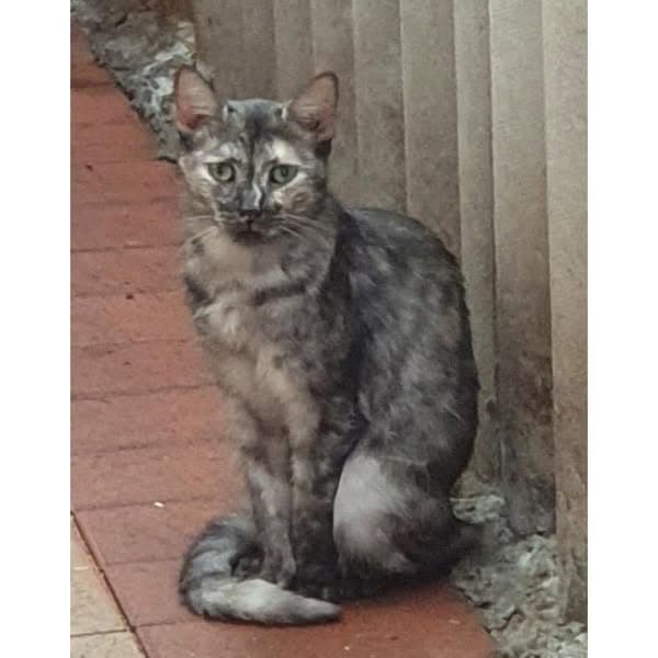 Poptart - Domestic Shorthair cat available for adoption at Perth Rescue Angels in Perth