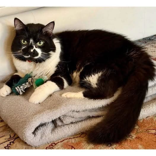 Fluffy - Domestic Medium Hair cat available for adoption at Perth Rescue Angels in Perth