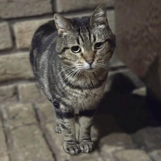 Abigail - Domestic Shorthair cat available for adoption at Perth Rescue Angels in Perth