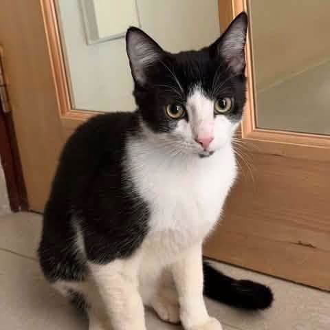 Cedo - Domestic Shorthair cat available for adoption at Perth Rescue Angels in Perth