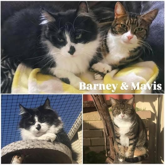 Mavis & Barney - Domestic Shorthair cat available for adoption at Perth Rescue Angels in Perth