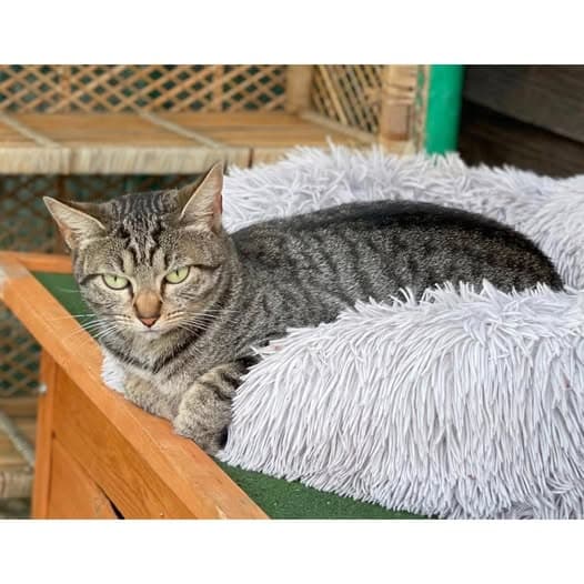 Sassy - Domestic Shorthair cat available for adoption at Perth Rescue Angels in Perth