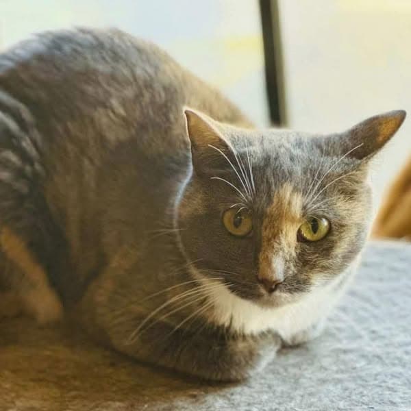 Lilibet - Domestic Shorthair cat available for adoption at Perth Rescue Angels in Perth
