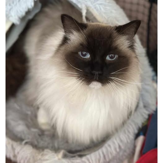 Chai - Ragdoll cat available for adoption at Perth Rescue Angels in Perth