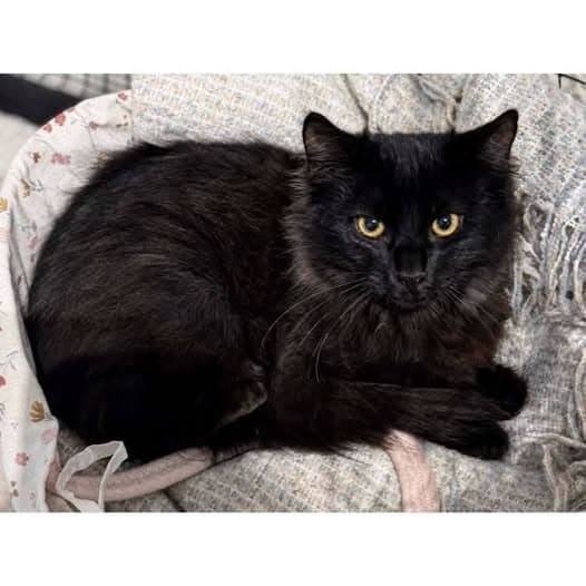 Jonno - Domestic Medium Hair cat available for adoption at Perth Rescue Angels in Perth