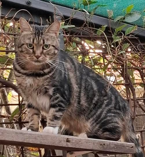 Lyric - Domestic Shorthair cat available for adoption at Perth Rescue Angels in Perth