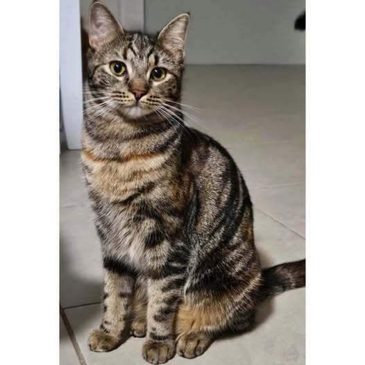 Uma - Domestic Shorthair cat available for adoption at Perth Rescue Angels in Perth