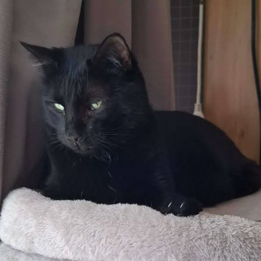 Simba - Domestic Shorthair cat available for adoption at Perth Rescue Angels in Perth