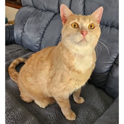 Honey - Domestic Shorthair cat available for adoption at Perth Rescue Angels in Perth
