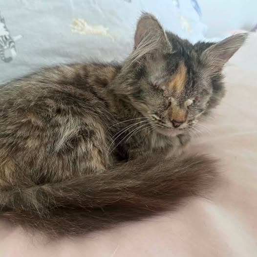 Hope - Domestic Medium Hair cat available for adoption at Perth Rescue Angels in Perth