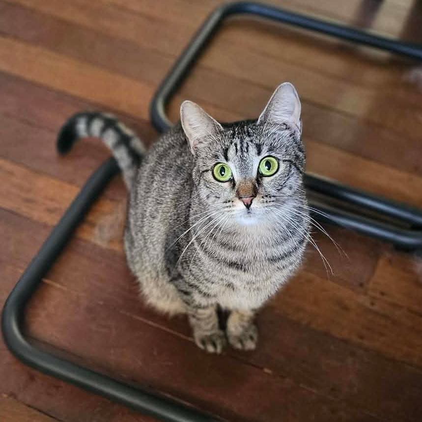 Jalepeno - Domestic Shorthair cat available for adoption at Perth Rescue Angels in Perth