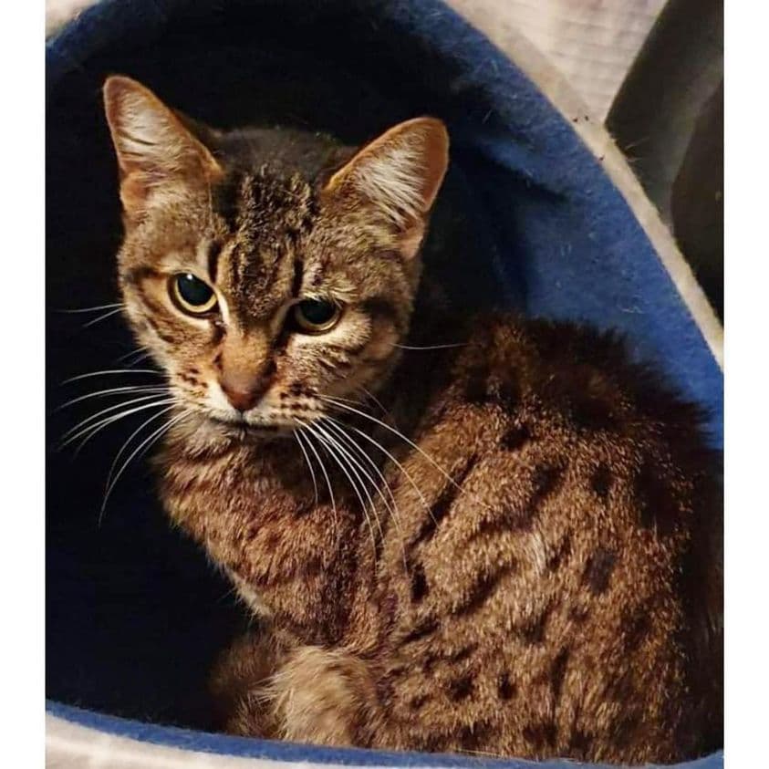 Candy - Domestic Shorthair cat available for adoption at Perth Rescue Angels in Perth