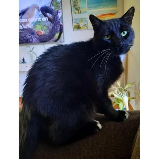 Wally - Domestic Shorthair cat available for adoption at Perth Rescue Angels in Perth