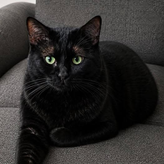 Samuel L Catson - Domestic Shorthair cat available for adoption at Perth Rescue Angels in Perth
