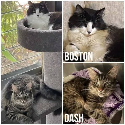 Boston & Dash - Domestic Medium Hair cat available for adoption at Perth Rescue Angels in Perth