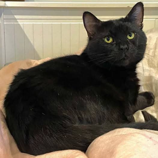 Sweetpea - Domestic Shorthair cat available for adoption at Perth Rescue Angels in Perth