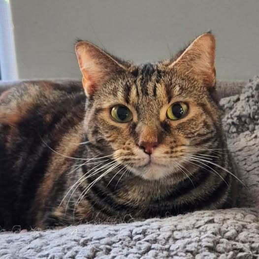 Kenzie - Domestic Shorthair cat available for adoption at Perth Rescue Angels in Perth