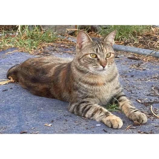 Brindle - Domestic Shorthair cat available for adoption at Perth Rescue Angels in Perth