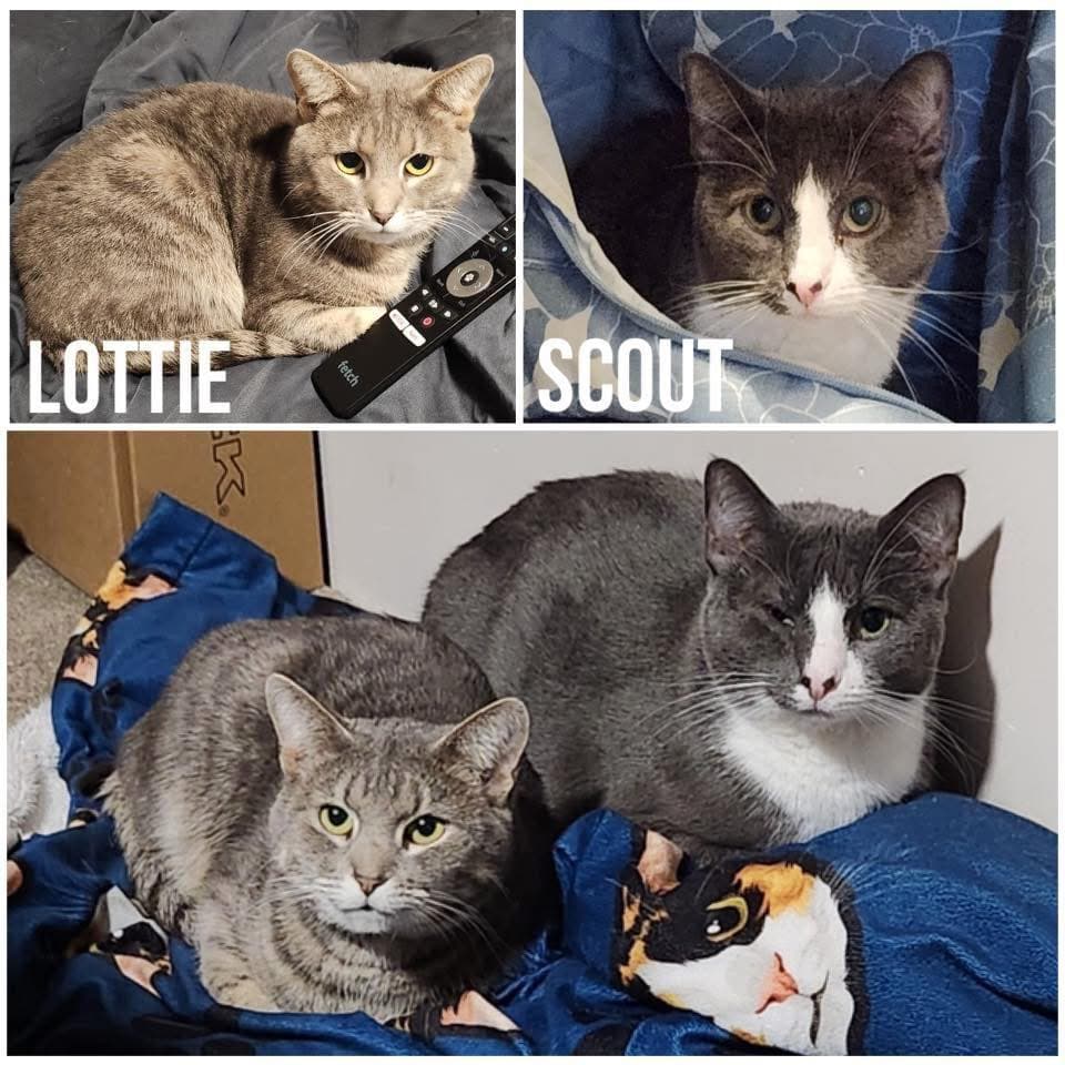 Scout & Lottie - Domestic Shorthair cat available for adoption at Perth Rescue Angels in Perth