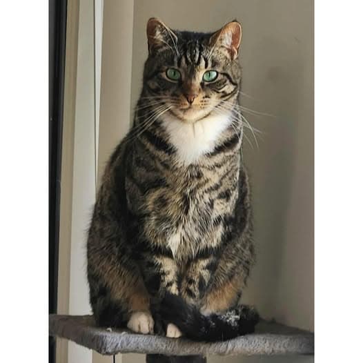 Tiggy - Domestic Shorthair cat available for adoption at Perth Rescue Angels in Perth