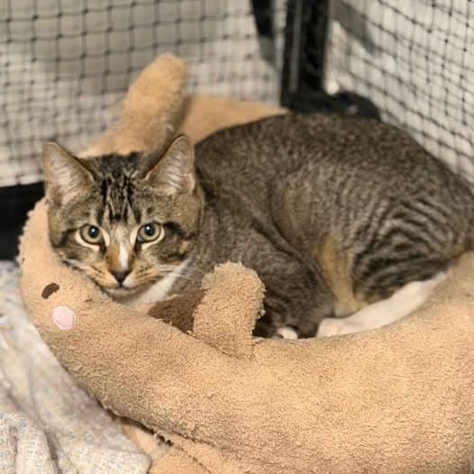Roibeárd - Domestic Shorthair cat available for adoption at Perth Rescue Angels in Perth