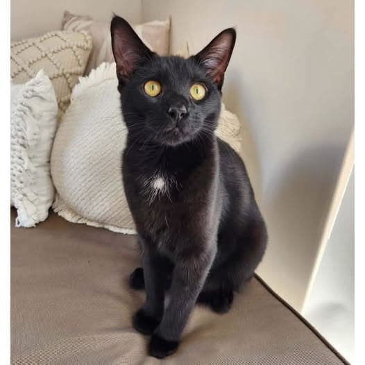 Corva - Domestic Shorthair cat available for adoption in Perth
