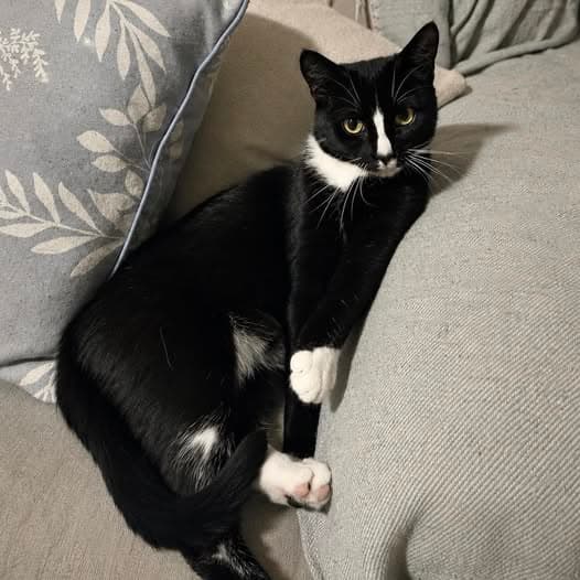 Twitch - Domestic Shorthair cat available for adoption at Perth Rescue Angels in Perth