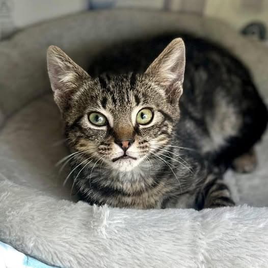 Lil' Tommy - Domestic Shorthair cat available for adoption at Perth Rescue Angels in Perth