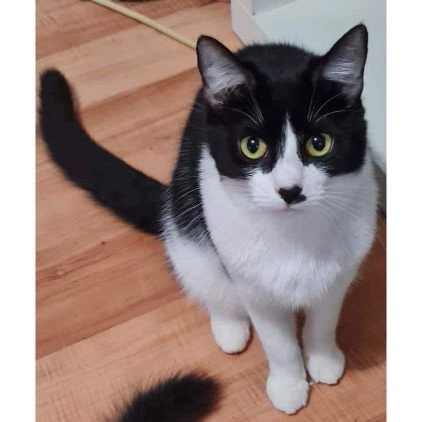 Eva - Domestic Shorthair cat available for adoption at Perth Rescue Angels in Perth